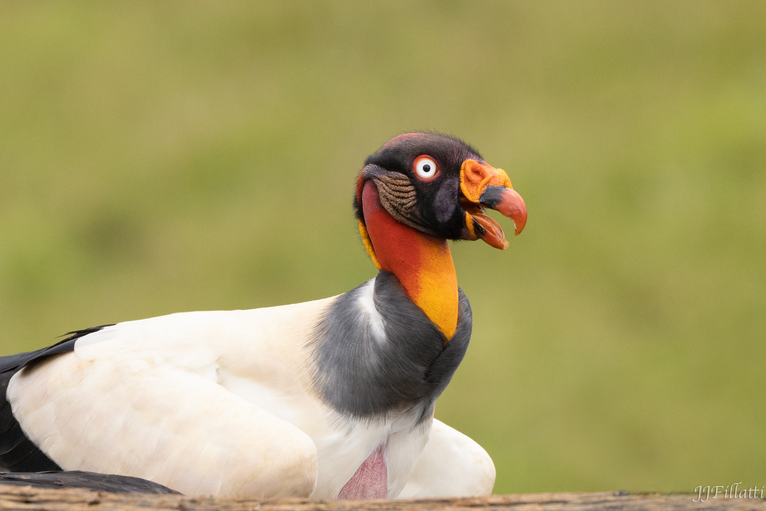 bird of Costa Rica image 37